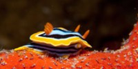 Ocean’s Five: Nudibranch Super Powers