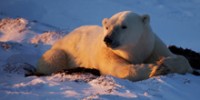 Ocean’s Five: Polar Bear Countries