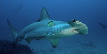 Why are we so worried about sharks?