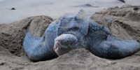 The Leatherback Turtles of Trinidad