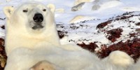 The Reel: Laziest Polar Bear Ever!
