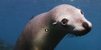 The Reel: Sea Lion Staring Contest