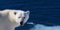 The School: Polar Bear Adaptations for Hunting