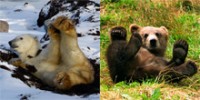 The School: Polar Bear Adaptations
