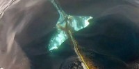 Whale entangled in fishing line for weeks finally freed
