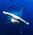 What Lies Beneath in Cocos Island