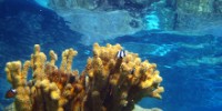 Why Coral?