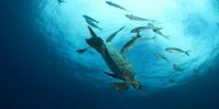 World Oceans Day Playlist