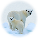 Protect the Arctic